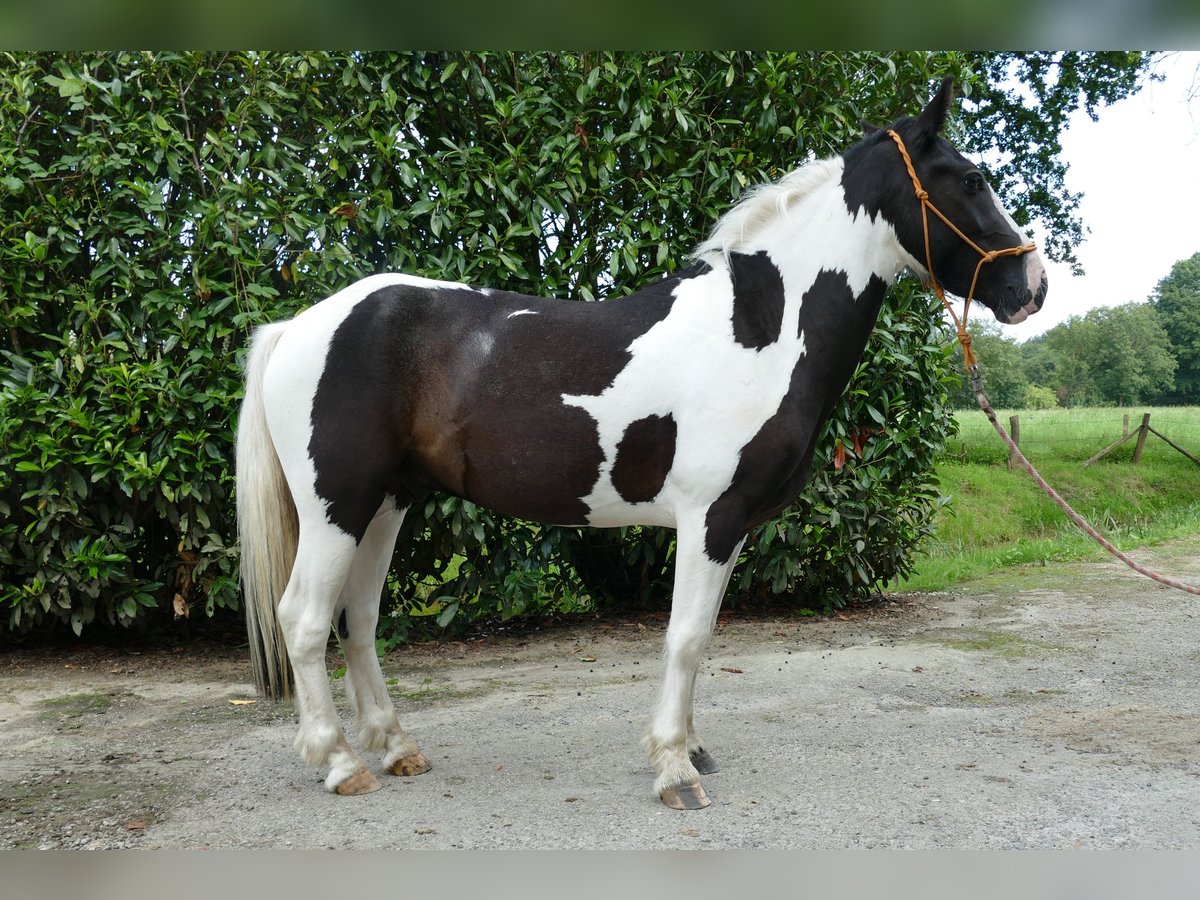 Pintos Gelding 4 years 13,3 hh Pinto in Lathen