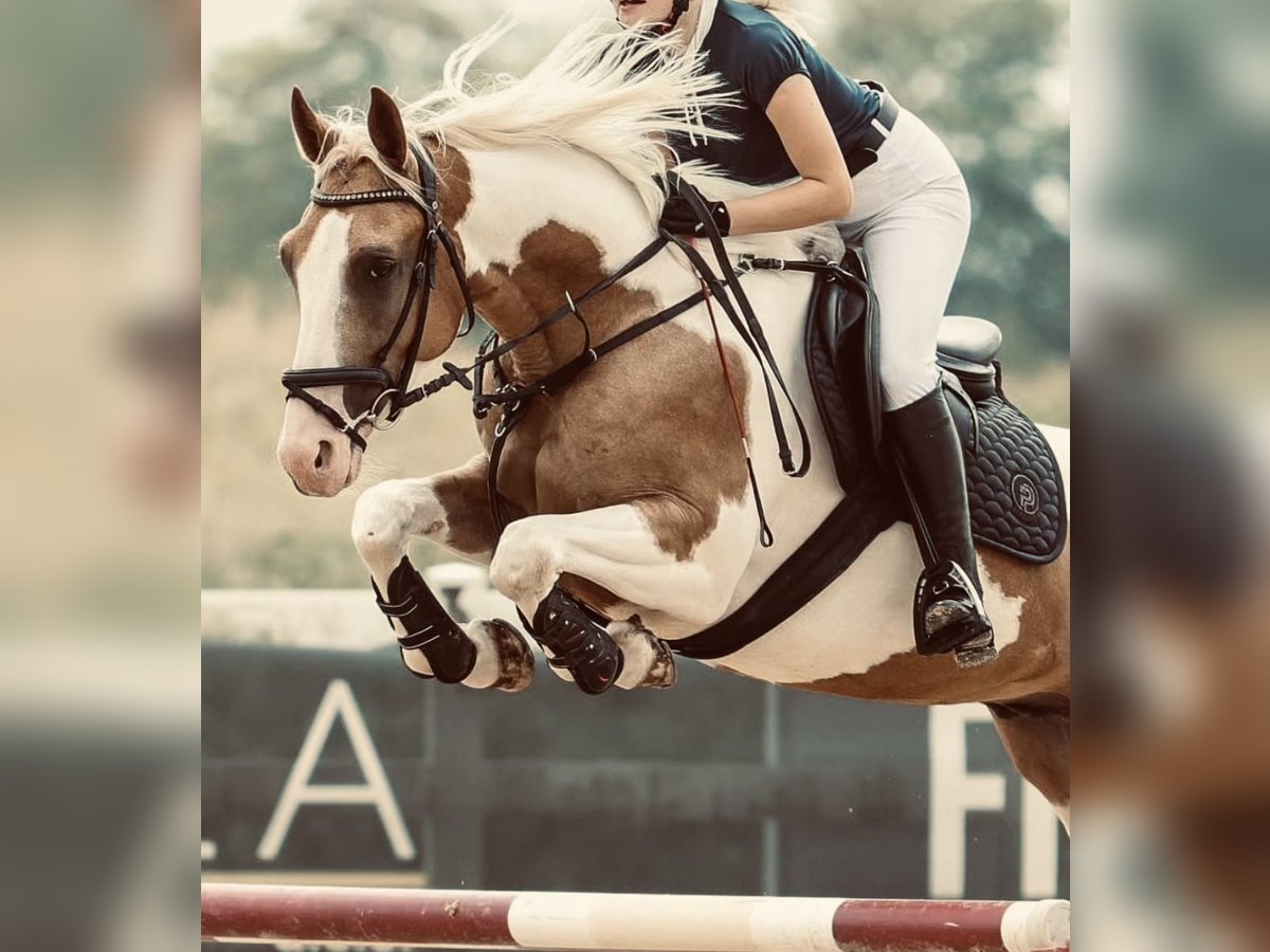 Pintos Mix Gelding 5 years 15,1 hh Pinto in &#x160;entjur pri Celju
