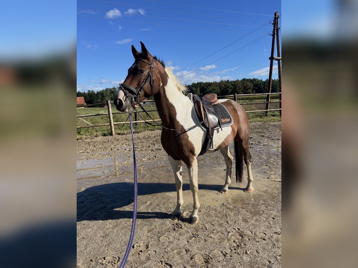 Pintos Gelding 5 years 15,2 hh in Bad Schwanberg