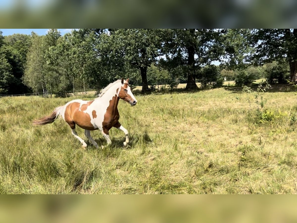 Pintos Gelding 6 years 15,1 hh Pinto in Seevetal