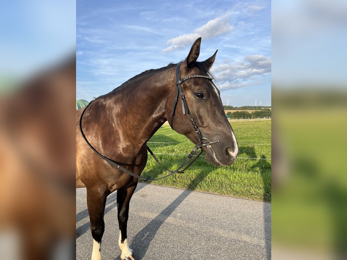 Pintos Mix Gelding 7 years 15,1 hh Black in Kastellaun