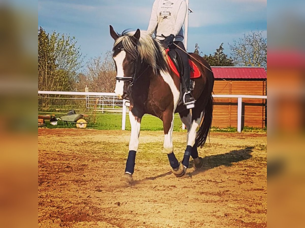 Pintos Gelding 7 years 16,1 hh Pinto in Oebisfelde