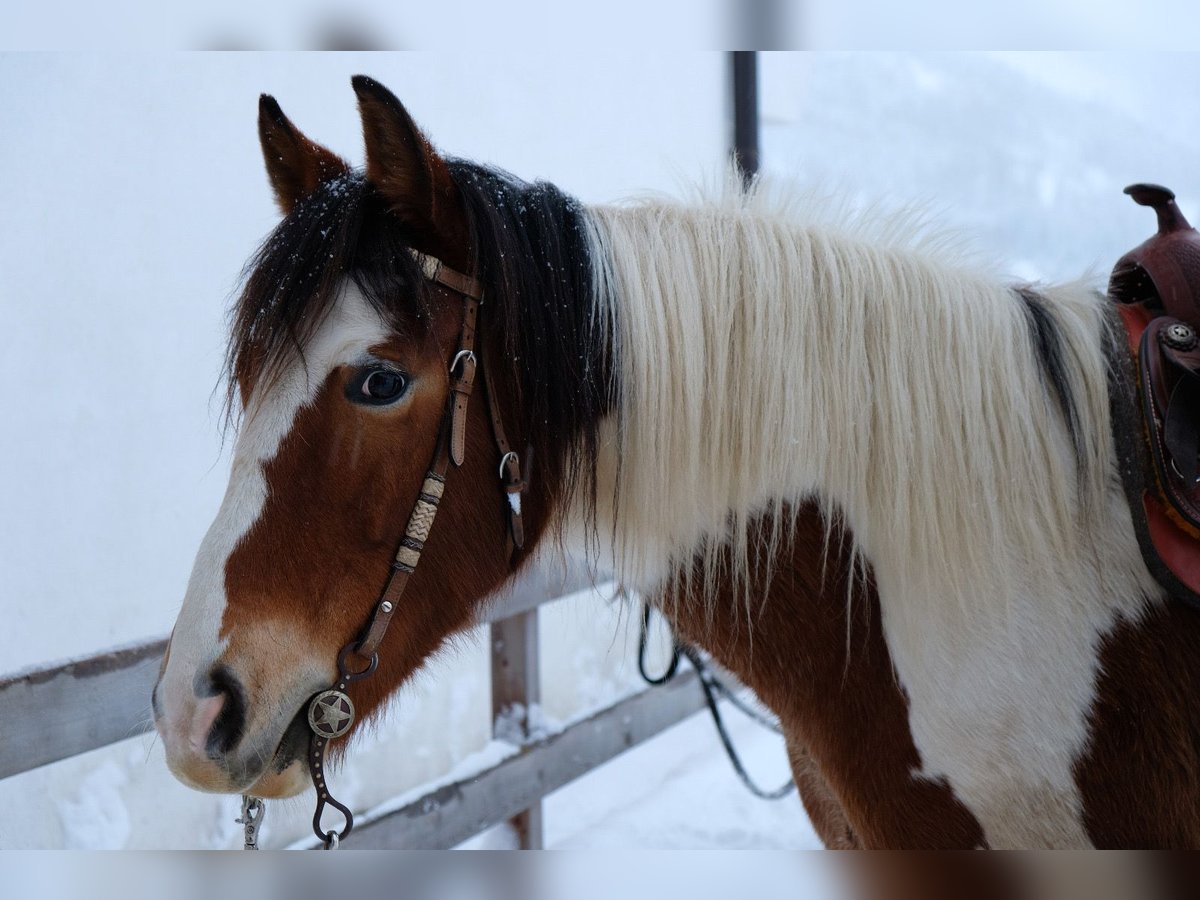 Pintos Mix Gelding 8 years 14,2 hh in Gallzein