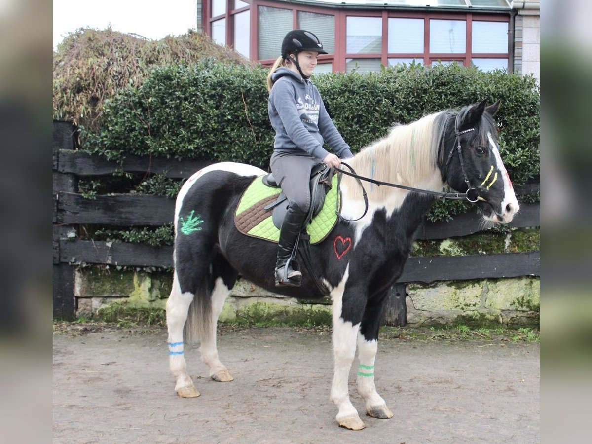 Pintos Gelding 9 years 14,2 hh Pinto in Sonnefeld