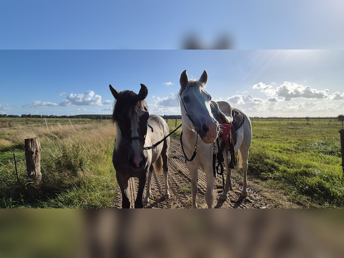 Pintos Mix Hengst 1 Jaar 135 cm kan schimmel zijn in Gnarrenburg