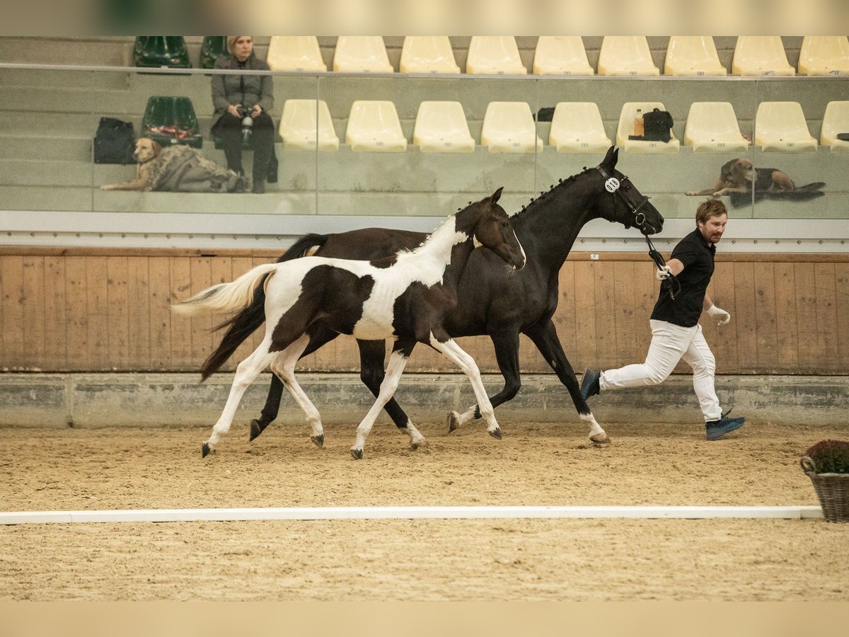 Pintos Hengst 1 Jaar 170 cm Gevlekt-paard in Horn