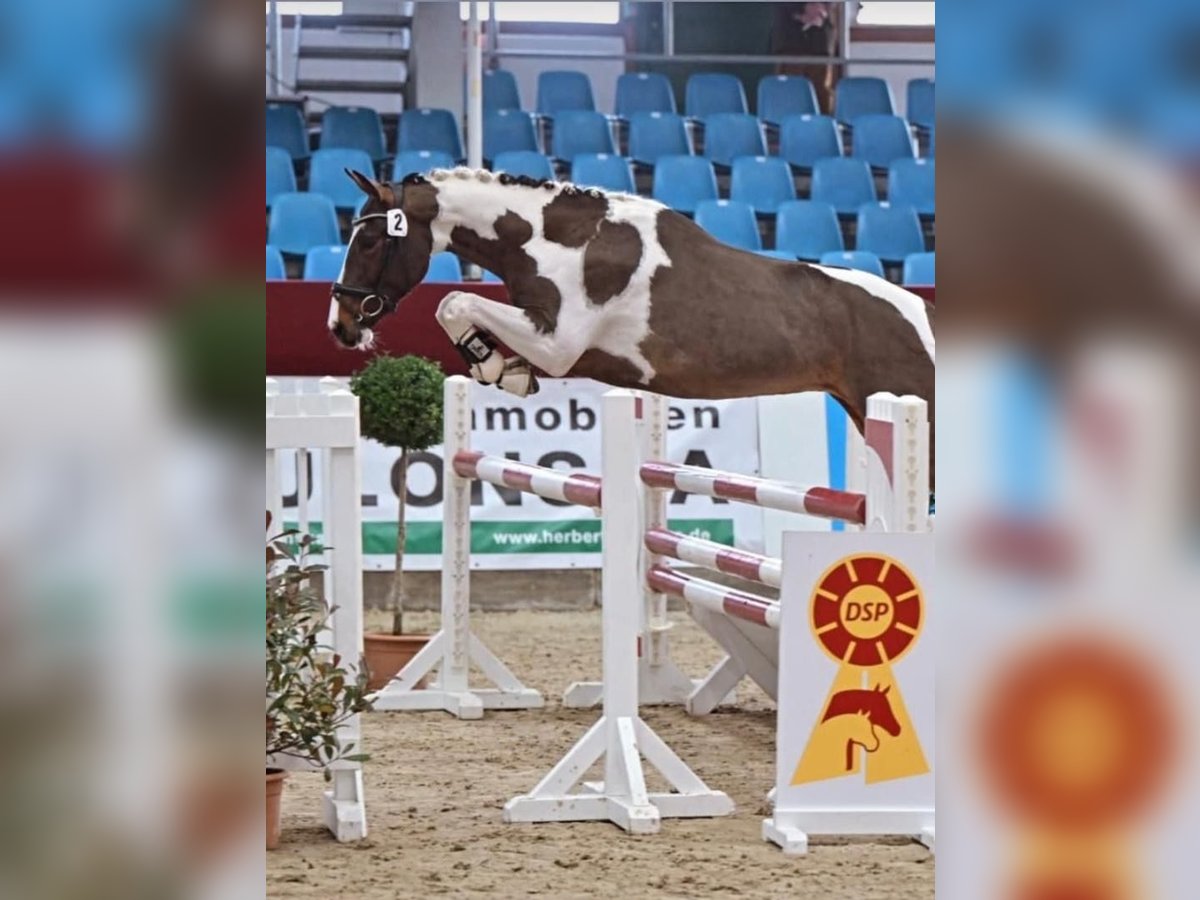 Pintos Hengst 3 Jaar 155 cm Gevlekt-paard in WesterstedE