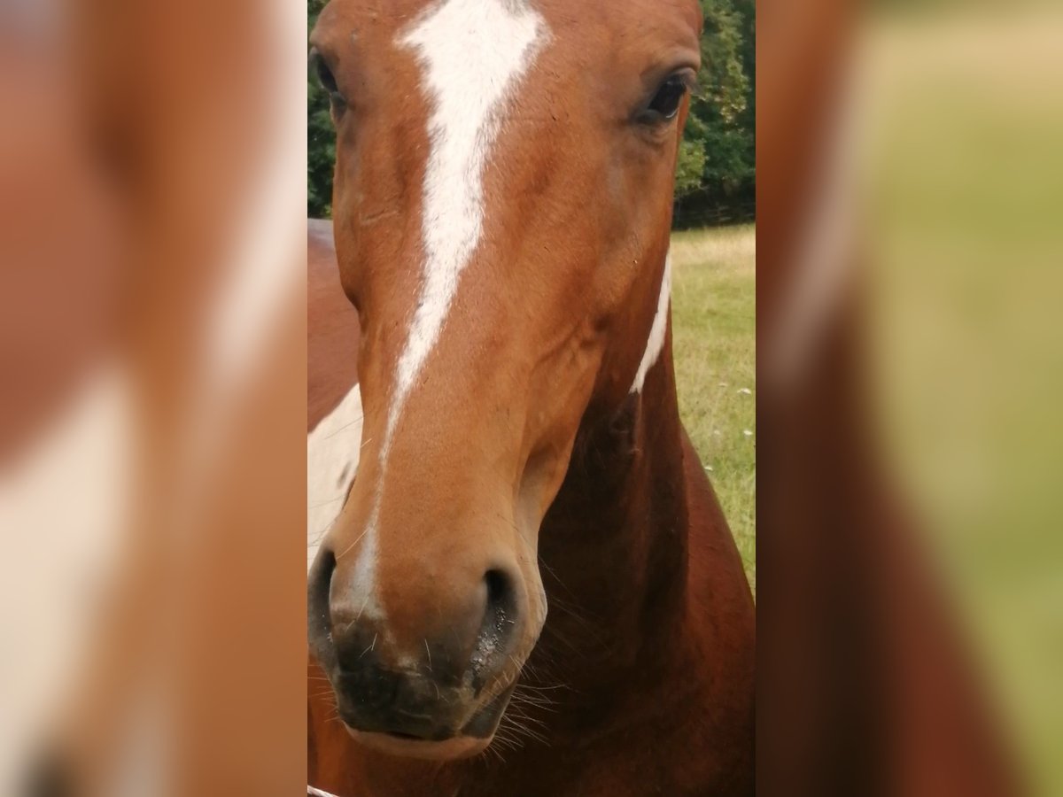 Pintos Hengst 3 Jaar 160 cm Gevlekt-paard in Berlingerode