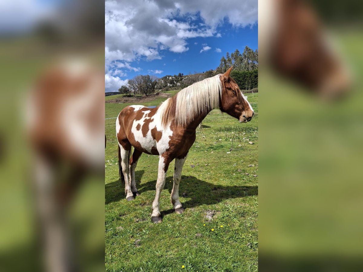 Pintos Hengst 4 Jaar Gevlekt-paard in Arredondo