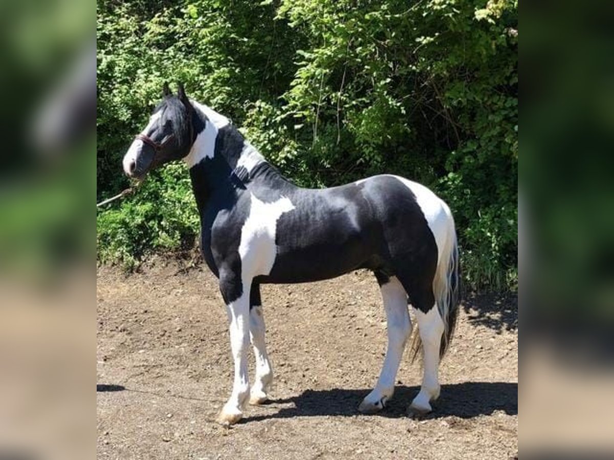 Pintos Hengst 5 Jahre 167 cm Schecke in Carde&#xF1;a