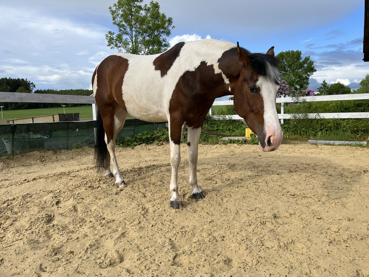 Pintos Mix Hengst 8 Jahre 155 cm Schecke in Hof