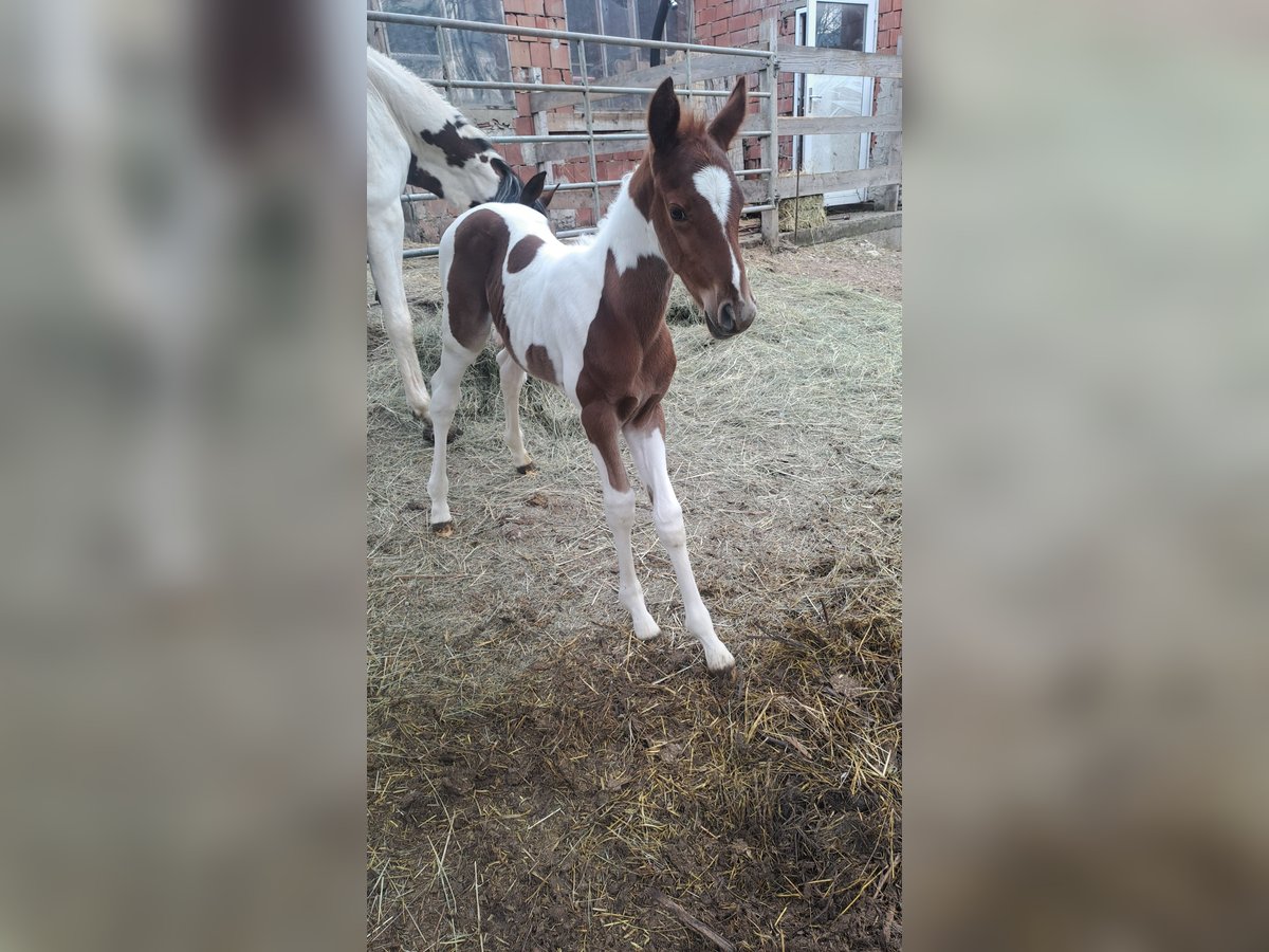 Pintos Hengst Fohlen (04/2024) 160 cm Brauner in Puchberg am Schneeberg