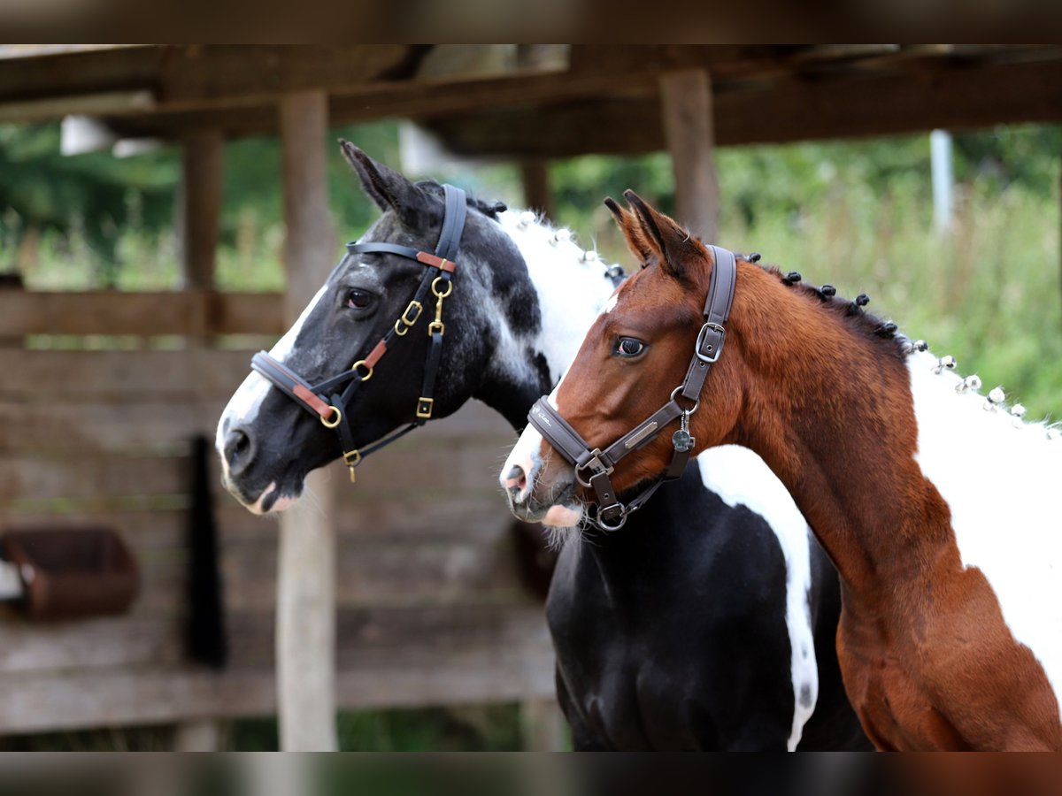 Pintos Hengst Fohlen (03/2025) 165 cm Tobiano-alle-Farben in Wanderup