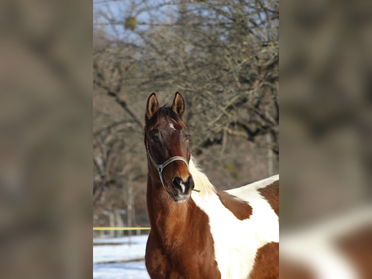 Pintos Hongre 22 Ans 170 cm Pinto in Nötsch Im Gailtal