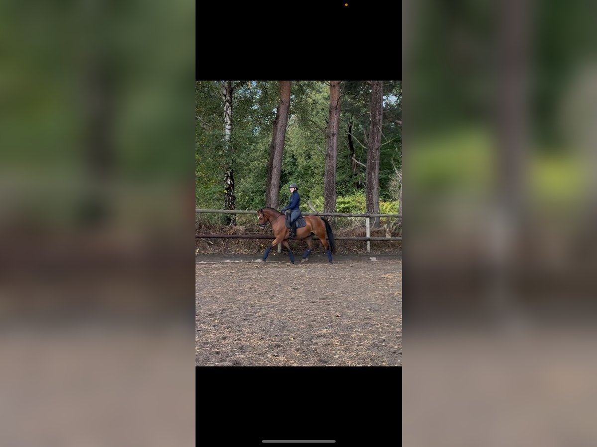 Pintos Hongre 4 Ans 146 cm Bai in Gro&#xDF;enkneten