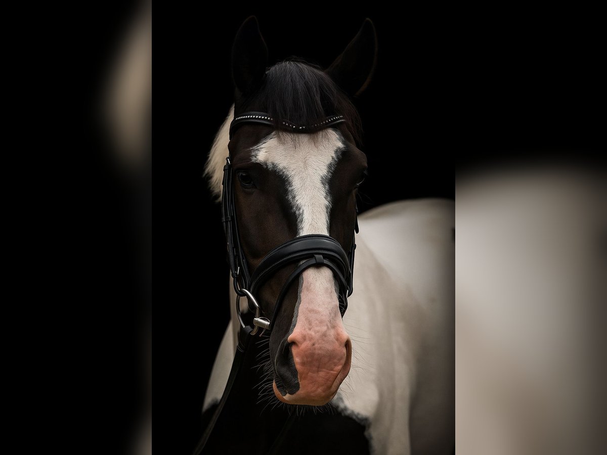 Pintos Hongre 4 Ans 168 cm Pinto in Ellrich
