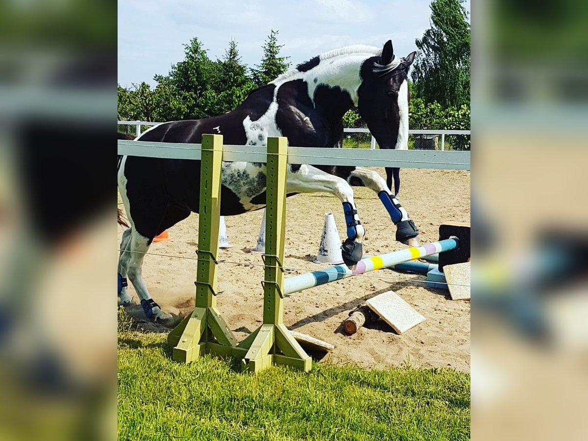 Pintos Hongre 7 Ans 165 cm Pinto in Oebisfelde