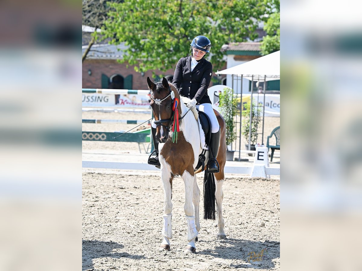 Pintos Hongre 8 Ans 173 cm Pinto in Leer (Ostfriesland)