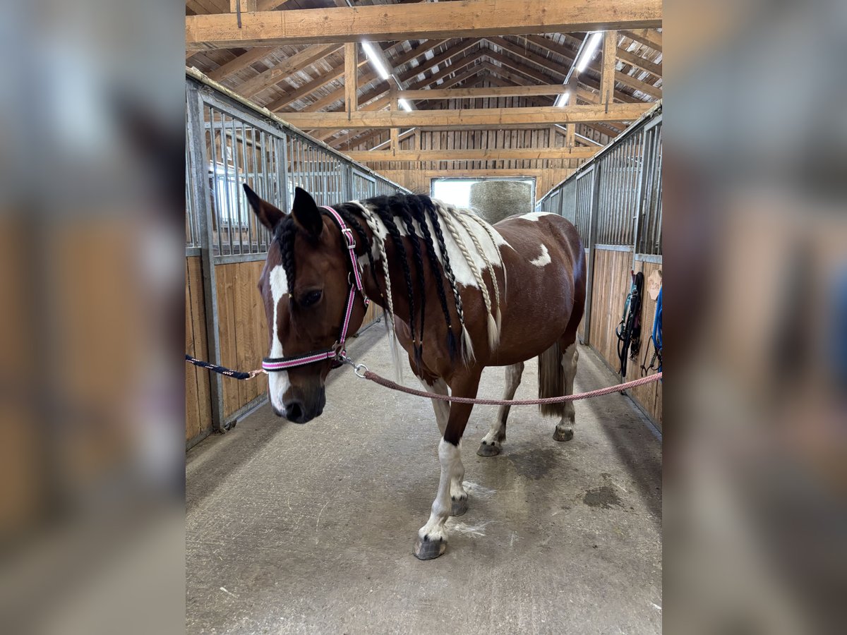Pintos Jument 10 Ans 136 cm Pinto in Gutau