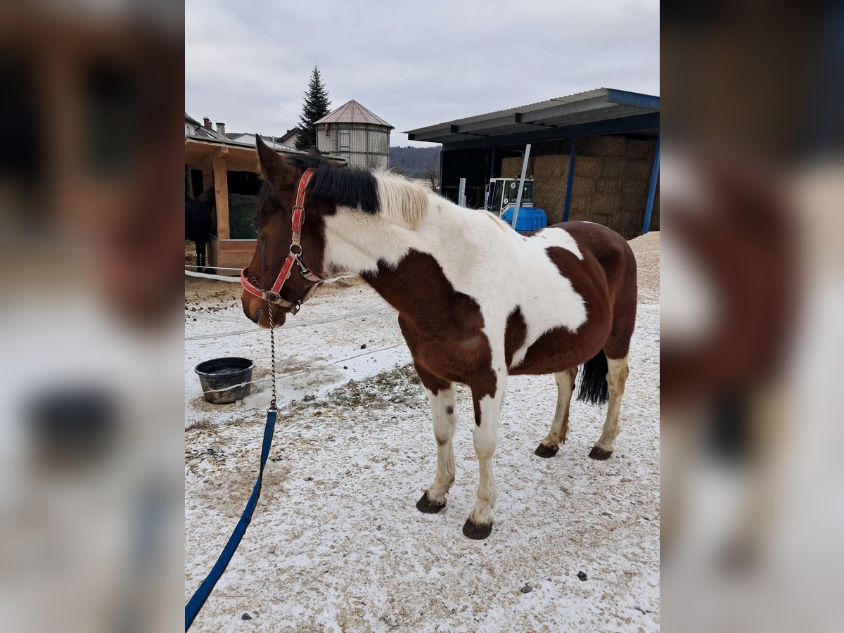 Pintos Jument 13 Ans 144 cm Pinto in Heidenheim an der Brenz