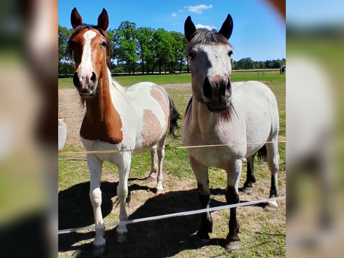 Pintos Jument 2 Ans 148 cm Pinto in Neustadt am R&#xFC;benberge