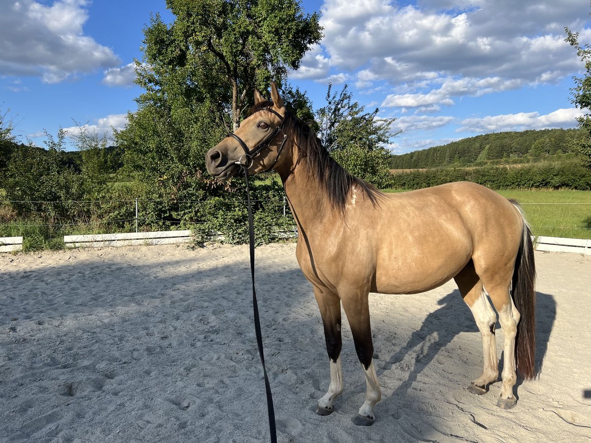 Pintos Jument 3 Ans 158 cm in Velburg