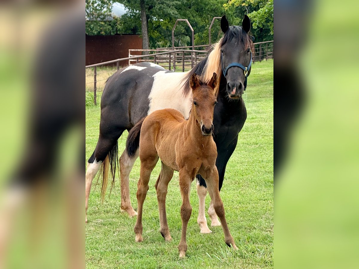 Pintos Jument 7 Ans 150 cm Pinto in Crescent