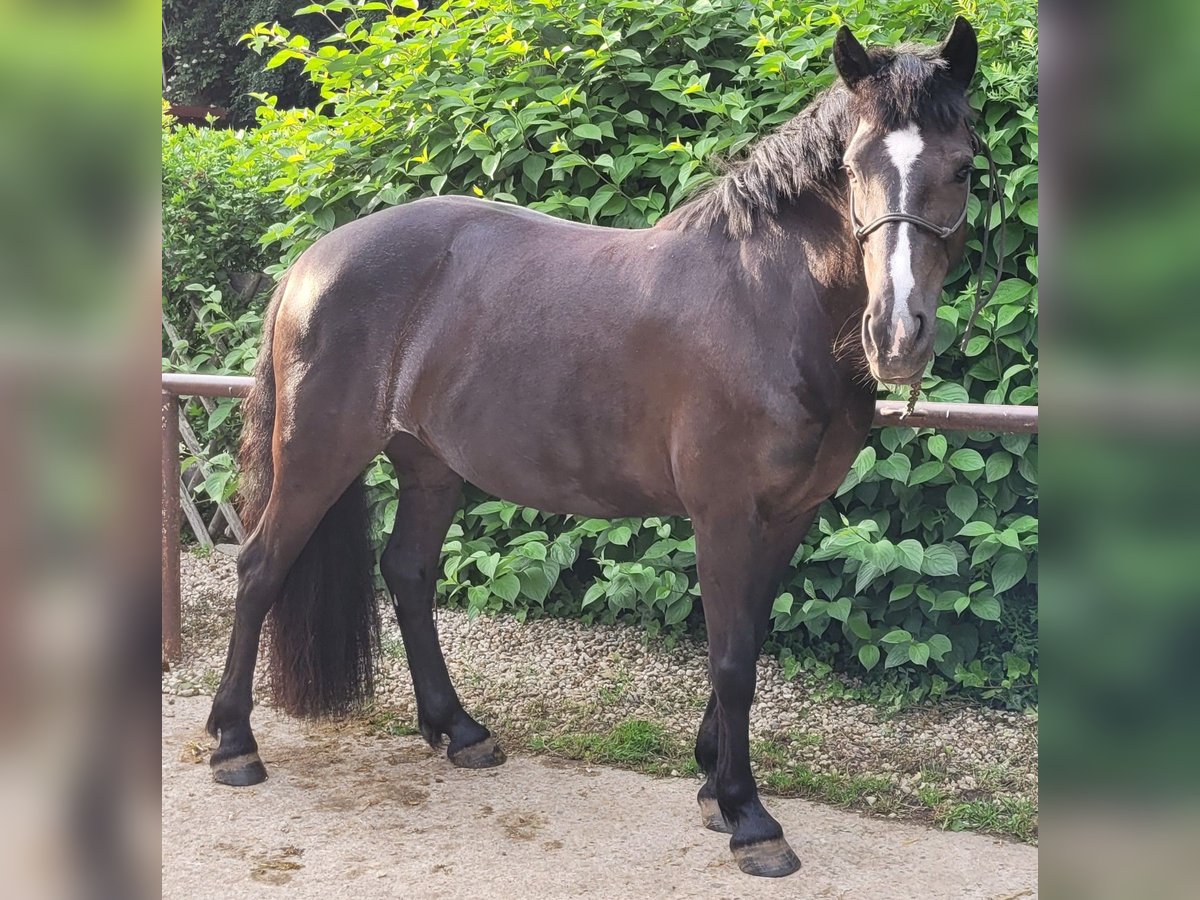 Pintos Jument 9 Ans 139 cm Bai brun foncé in L&#xF6;bnitz
