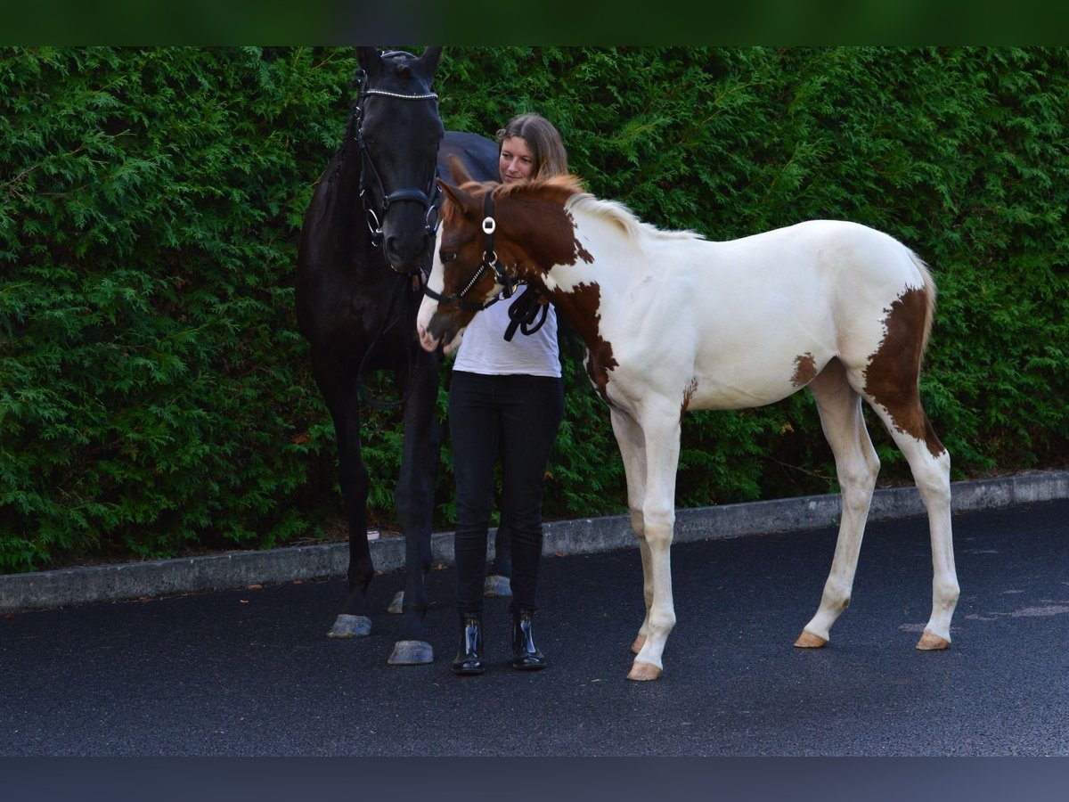 Pintos Jument Poulain (05/2024) 165 cm Pinto in Bodenkirchen