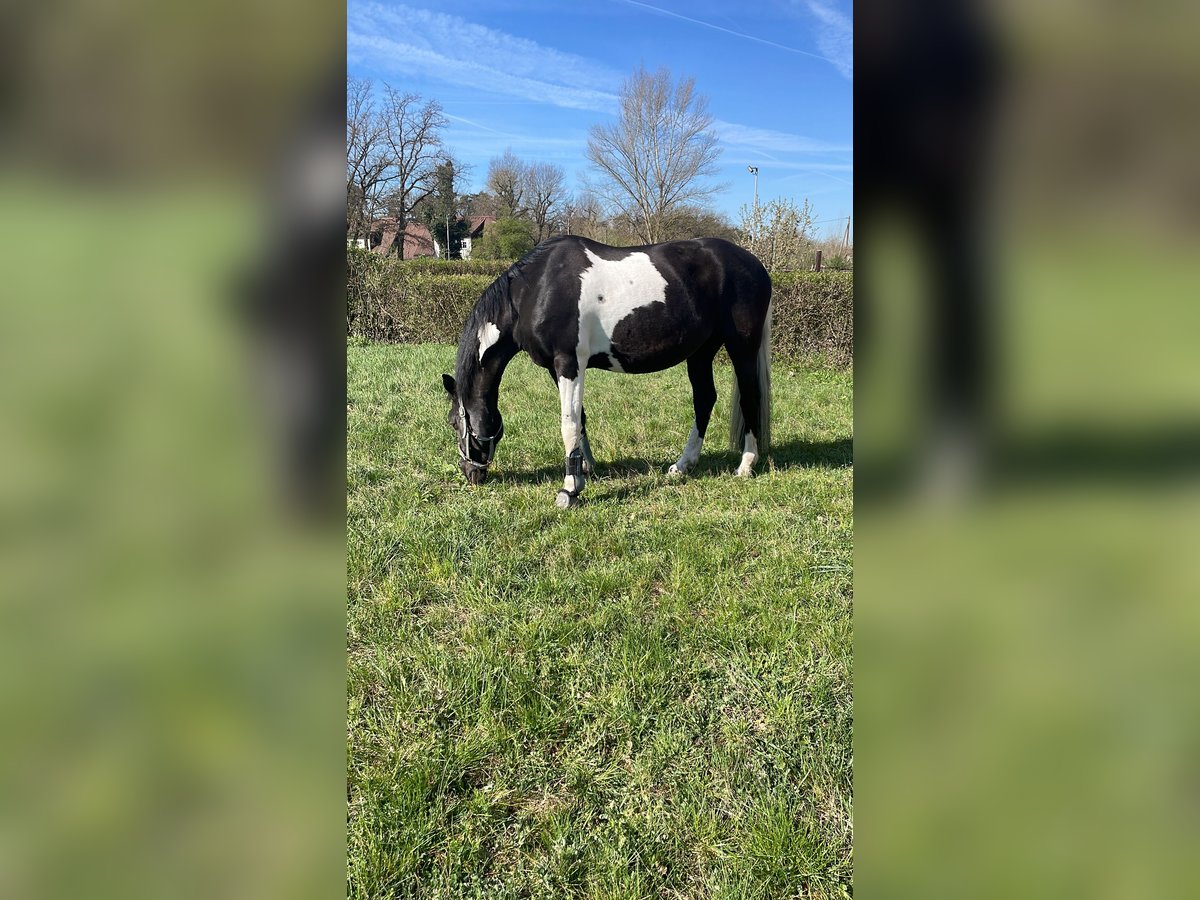 Pintos Mix Mare 10 years 15,1 hh in Frankfurt am Main