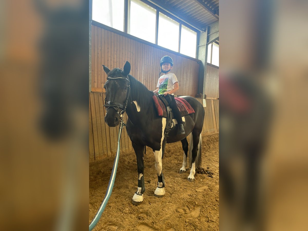 Pintos Mix Mare 10 years 15,1 hh in Frankfurt am Main