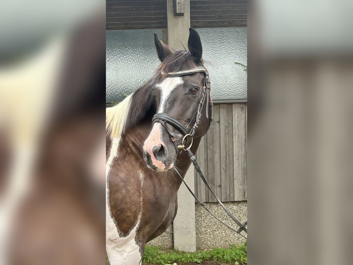 Pintos Mare 11 years 15,2 hh Pinto in Pelmberg