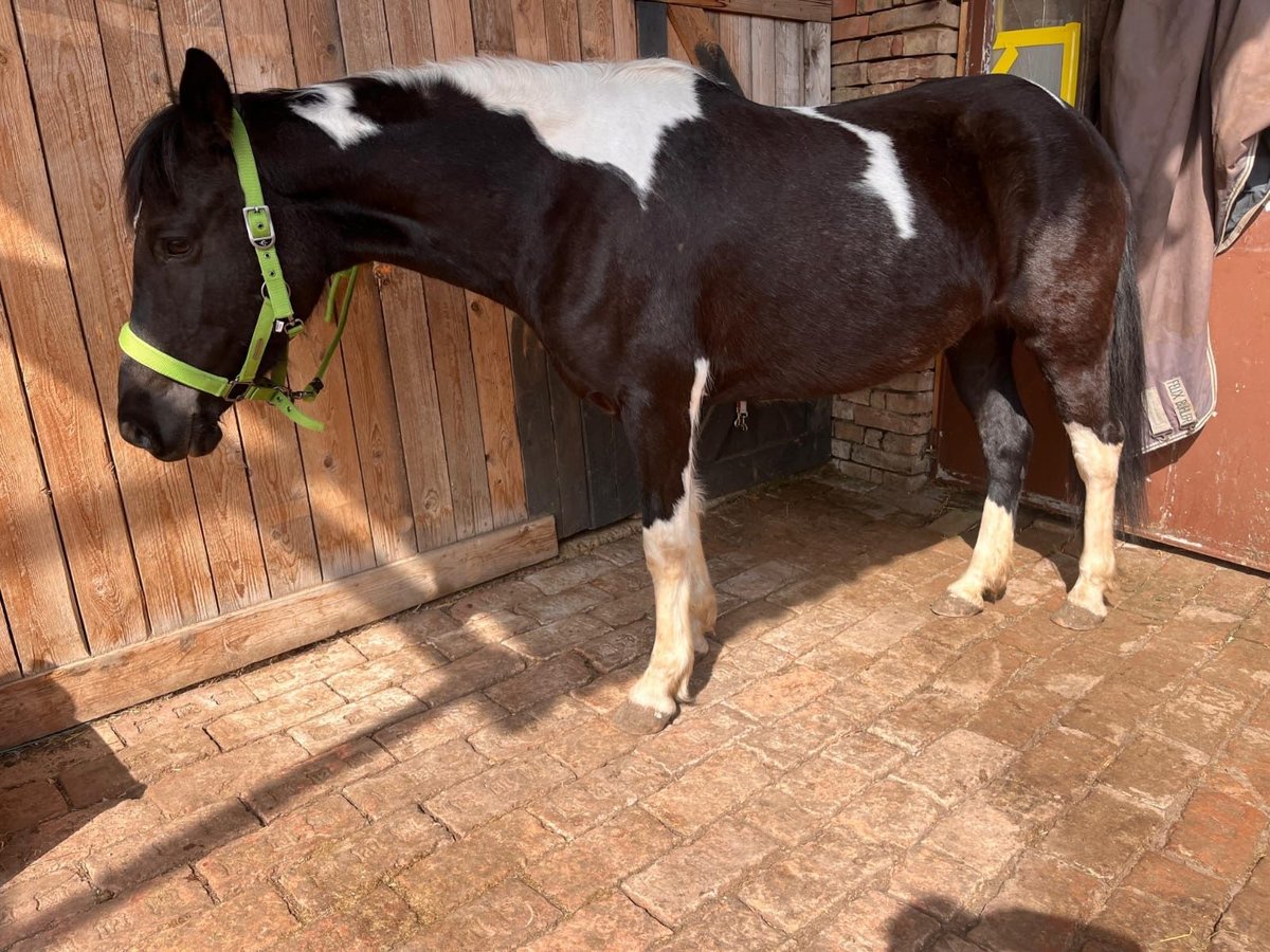 Pintos Mare 12 years 13,2 hh Pinto in Alth&#xF6;flein