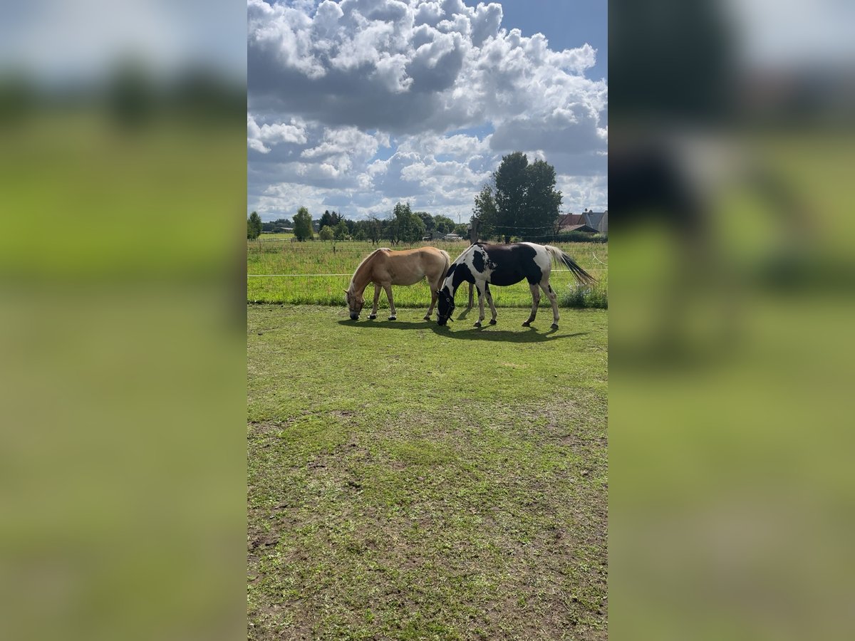 Pintos Mare 12 years 15,2 hh in Luckau