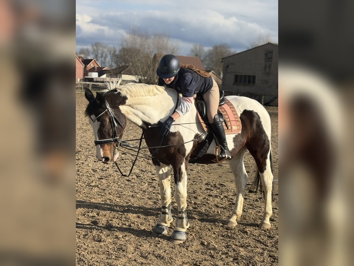 Pintos Mare 14 years 16,1 hh Pinto in Am Großen Bruch