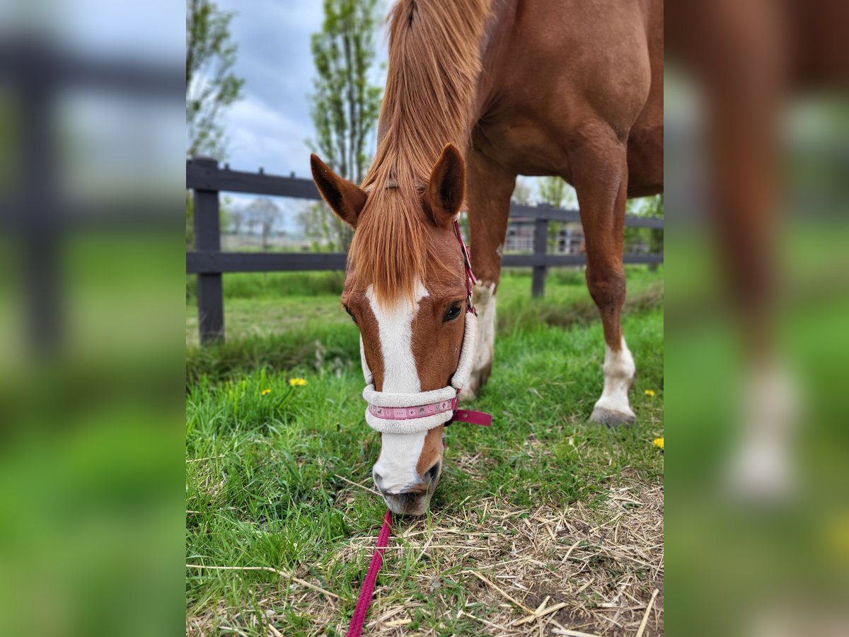 Pintos Mare 15 years 15,3 hh Chestnut-Red in Detern