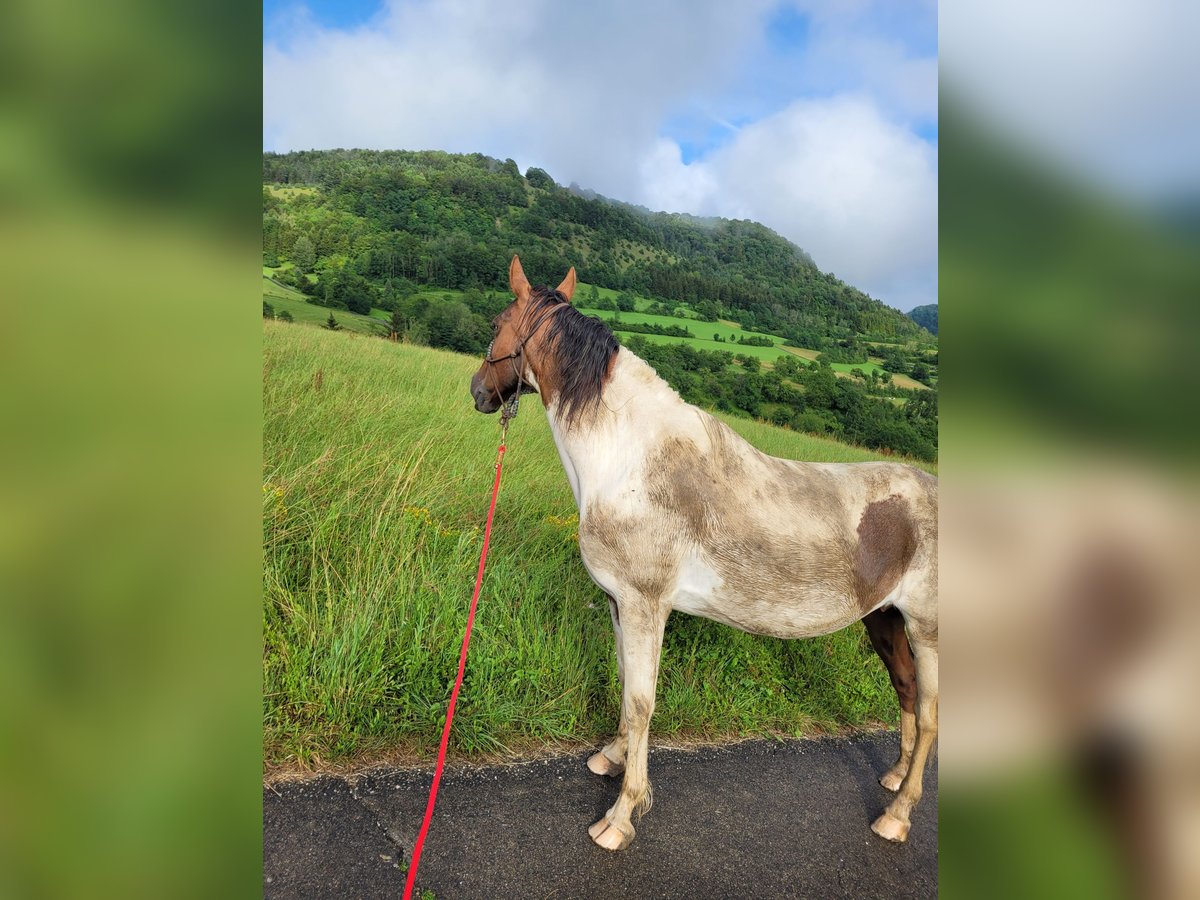 Pintos Mare 16 years 15,1 hh Pinto in Lauterstein