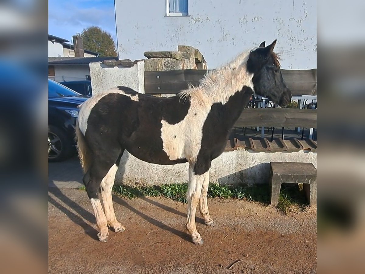 Pintos Mare 1 year 14,3 hh Pinto in Eichenzell