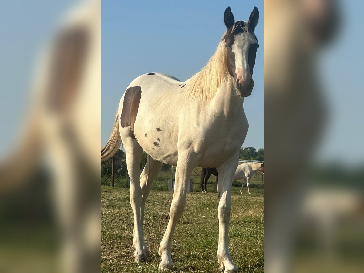 Pintos Mare 1 year 16 hh Pinto in G&#xFC;sten