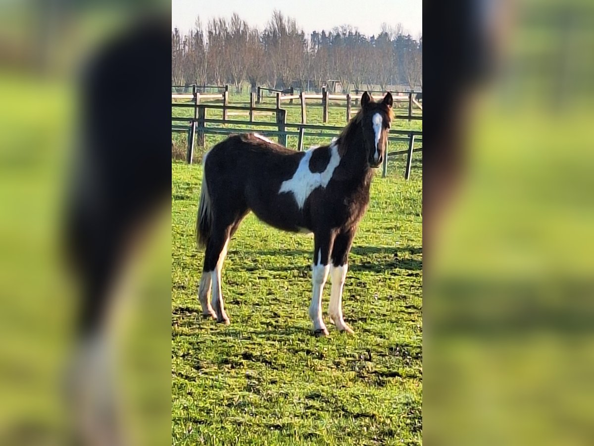 Pintos Mare 1 year Tobiano-all-colors in Gavere