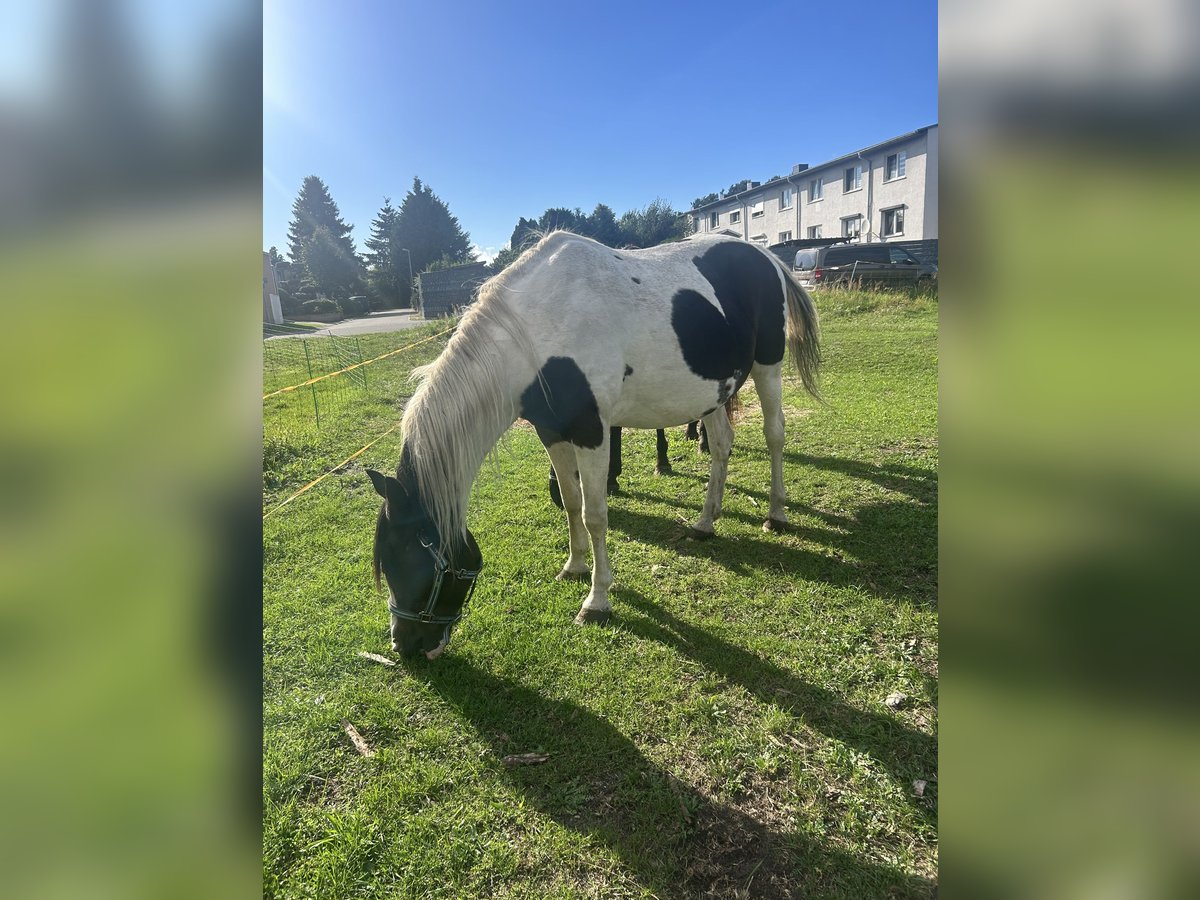 Pintos Mare 20 years 14,2 hh Pinto in Muldestausee