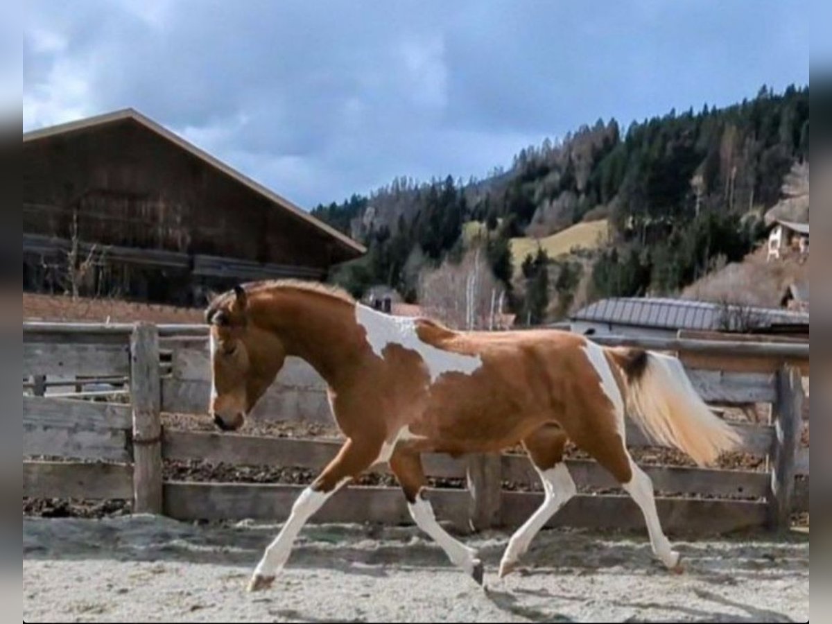 Pintos Mix Mare 2 years Brown in Kartitsch