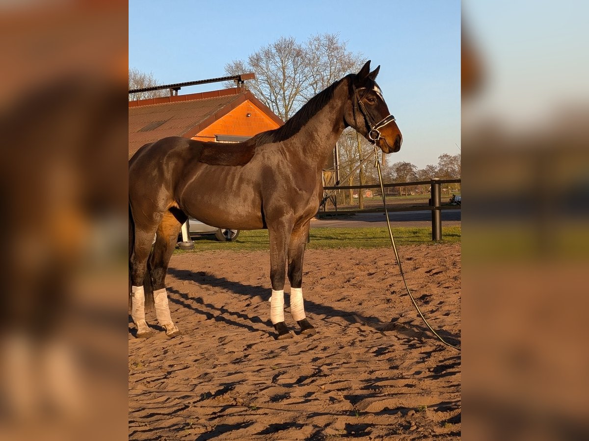 Pintos Mare 3 years 16,2 hh Bay-Dark in Barßel