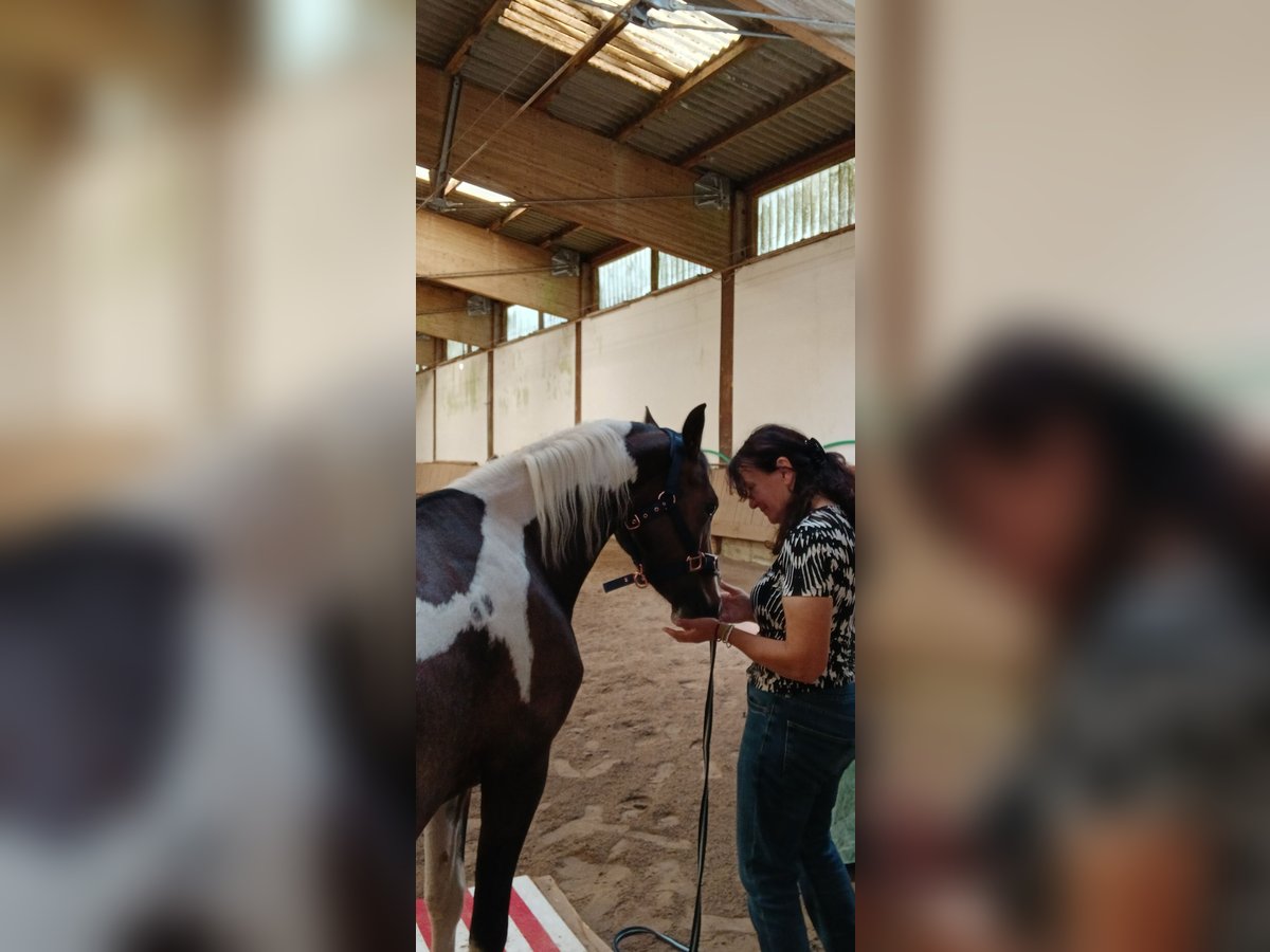 Pintos Mare 6 years 12,2 hh Pinto in Sch&#xF6;nbrunn