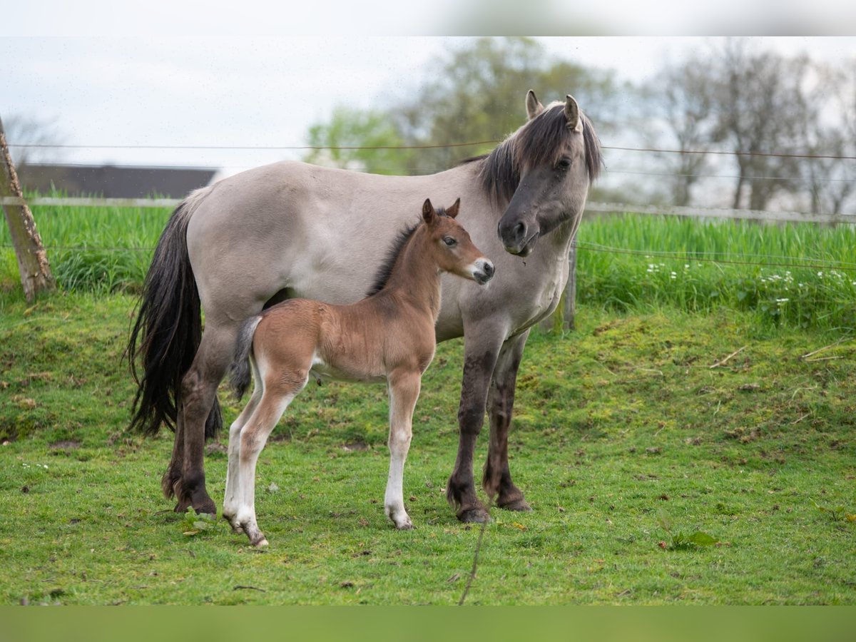 Pintos Mix Mare 6 years 14,1 hh Grullo in Nottuln