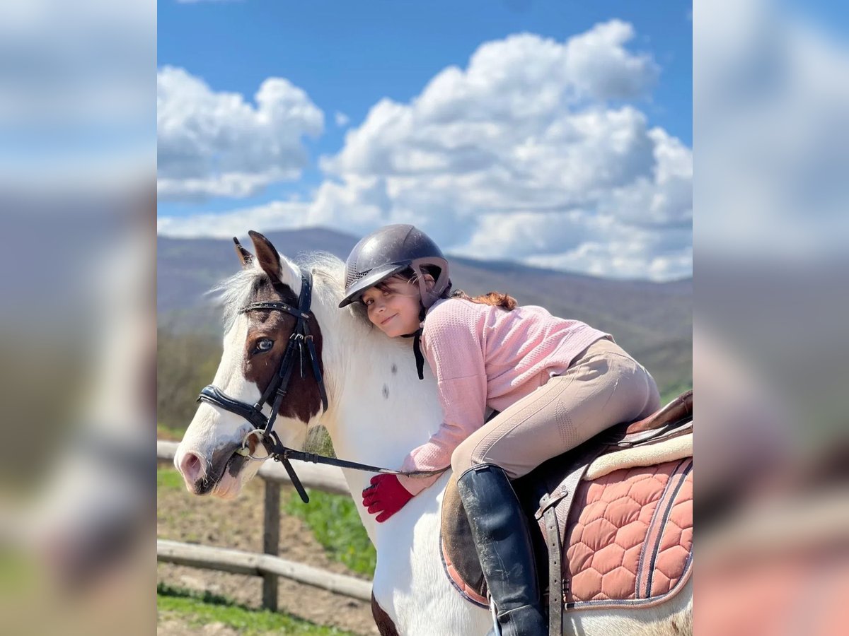 Pintos Mare 6 years 14,1 hh Pinto in Nickelsdorf