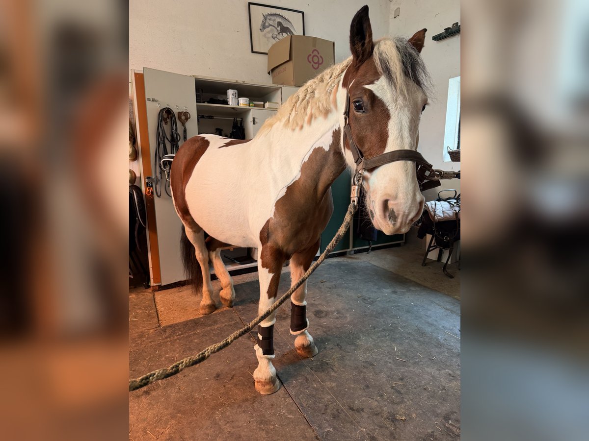 Pintos Mare 6 years 14,1 hh Pinto in F&#xFC;rth