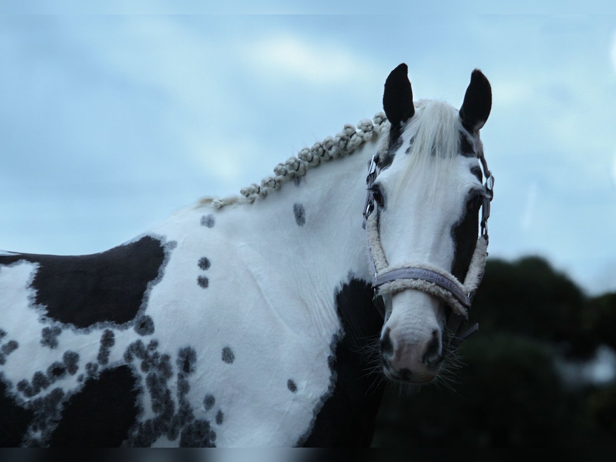 Pintos Mix Mare 7 years 14,2 hh Pinto in Bad Zwischenahn