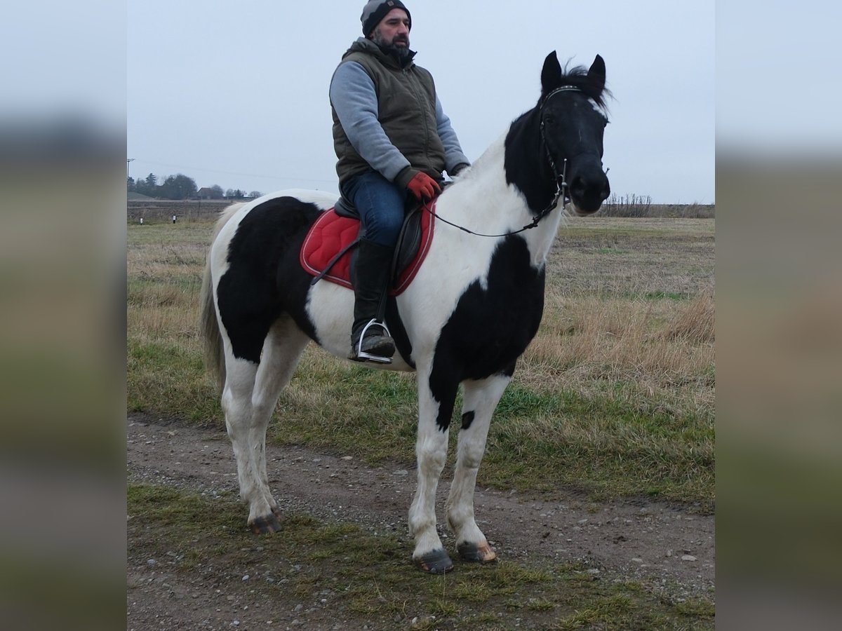 Pintos Mix Mare 7 years 14,3 hh Pinto in Buttst&#xE4;dt