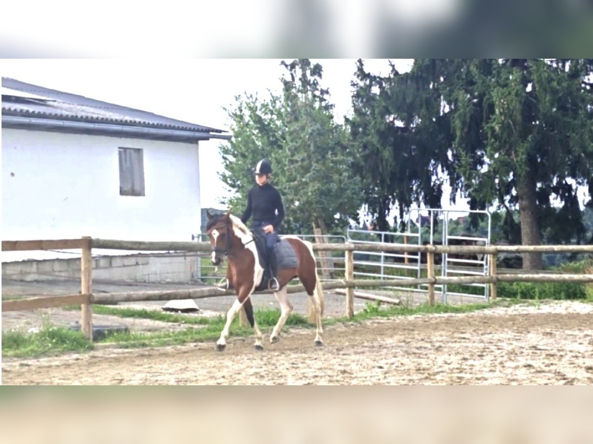 Pintos Mare 7 years 15 hh in Mittergoggitsch